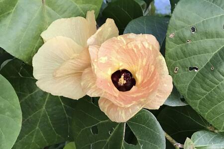 つづるガラスアート ゆうなの花 －SUMI－ 吉田栄美子 ｜ 特大大皿 1枚