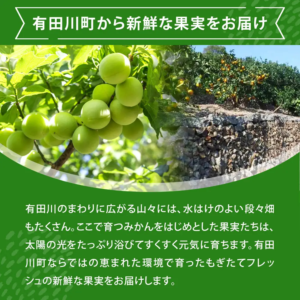 青梅 2.5kg 紀州南高梅 シロップ・梅酒・梅干し用など 和歌山県有田産 訳あり 2026年5月下旬～7月上旬発送予定