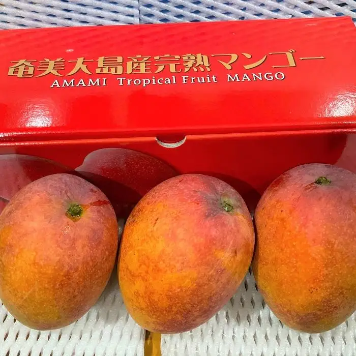 【2026年 先行予約】奄美完熟マンゴー 訳あり 家庭用 約1kg(2～3玉入り)  | マンゴー