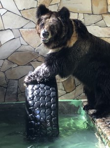 大内山動物園 年間パスポート１枚 ／ 動物園 チケット エサ付き 旅行 三重県 大紀町