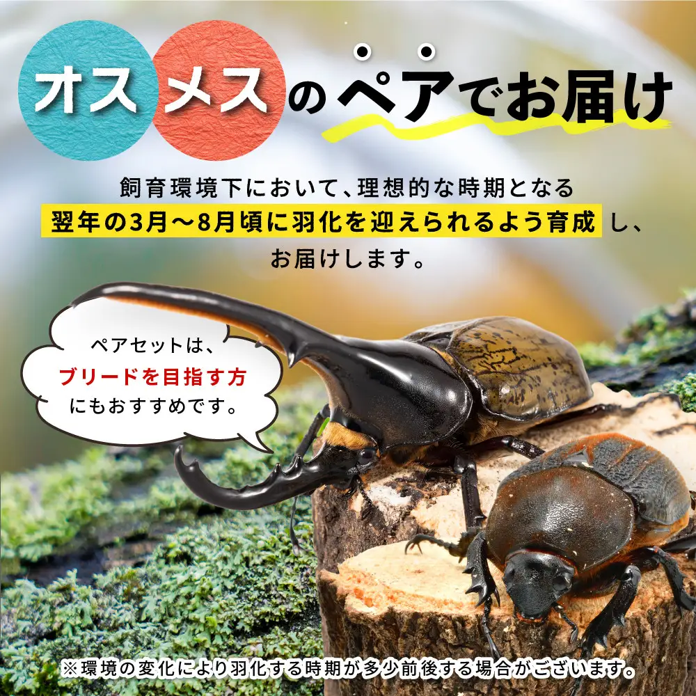 【先行予約】ヘラクレスオオカブト3令幼虫ペア ※育て方の説明書付き※配送不可地域あり【2026年6月から順次発送】