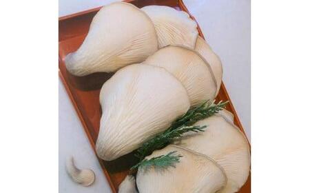 特選 竜王 足太あわび茸  生  1kg きのこ 希少 足太あわび茸 きのこ キノコ 国産 きのこ 食材 健康 きのこ 農薬不使用 滋賀県 きのこ 竜王町 きのこ 送料無料 贈り物 ギフト 産地直送 