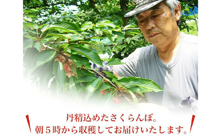 《先行予約 2026年6月中旬発送》 山形県産 さくらんぼ 紅秀峰 秀品 2L玉 700gパック 化粧箱入り FSY-2200