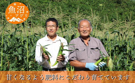 魚沼産 冷凍生とうもろこしと冷凍粒とうもろこしのセット 野菜 国産 日本産 簡単 便利 コーン 冷凍コーン ゴールドラッシュ 新潟県産 食材 食べ物 直送 産地直送 