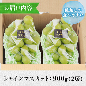 ≪先行予約受付中！2026年8月中旬以降順次発送≫ シャインマスカット(約900g・2房) 国産 九州産 鹿児島産 シャインマスカット マスカット 葡萄 ぶどう ブドウ 果物 くだもの フルーツ 贈答 贈り物 ギフト プレゼント 旬 【大倉野 隆】_y417