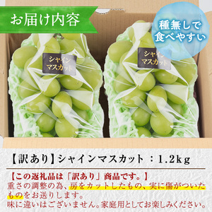 ≪先行予約受付中！2026年8月中旬以降順次発送≫ 訳あり！シャインマスカット(約1.2kg) 国産 九州産 鹿児島産 湧水町 マスカット 葡萄 ぶどう ブドウ 果物 くだもの フルーツ 旬 訳アリ ワケあり 家庭用 種無し 種なし 【大倉野 隆】_y418