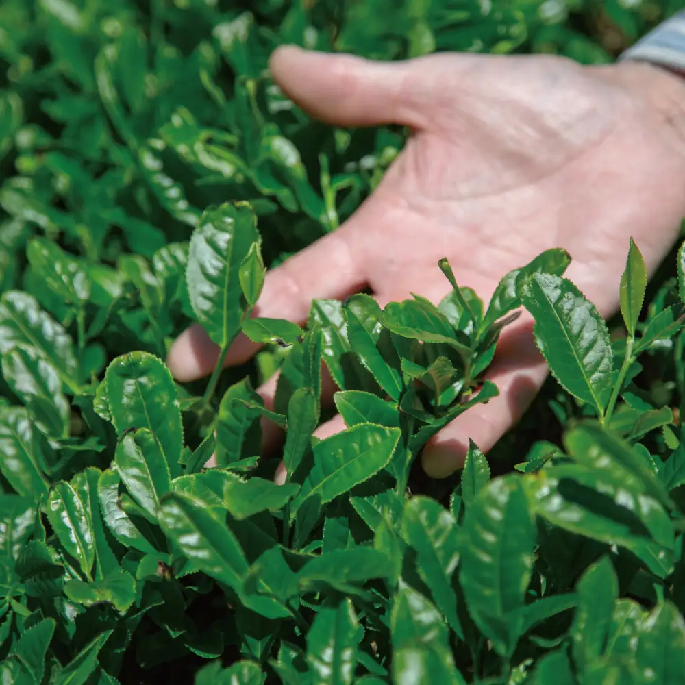 【新茶：5月発送開始】鹿児島県産緑茶 大浦茶 一番茶 2本セット(100g×2)［贈答用］ 鹿児島県産 国産 かごしま お茶 日本茶 鹿児島茶 緑茶 茶葉 冷茶 飲料 飲み物 旨味 コク 簡単 美味しい 減農薬 プレゼント 贈答 贈答品 贈り物 ギフト 鹿児島県 南さつま市 徳留茶農園