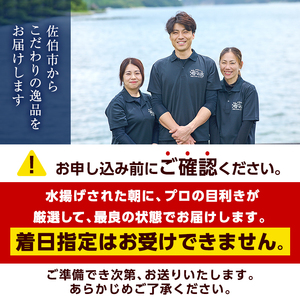 シマアジ 刺身用 ブロック 冷蔵(1匹分・4-5人前)シマアジ しまあじ 神経締め 獲れたて 鮮魚 ブロック 刺身 冷蔵 海の直売所 大分県 佐伯市【AS134】【海べ (株)】