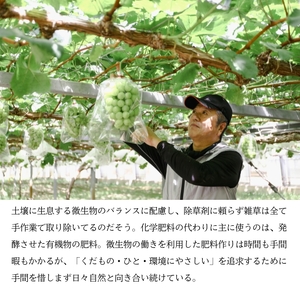 マスカット・ジパング 1房（1kg以上）内田農園 岡山県 瀬戸内市 邑久町産 葡萄 ぶどう 2026年【配達不可：北海道・沖縄・離島】 果物類 フルーツ 