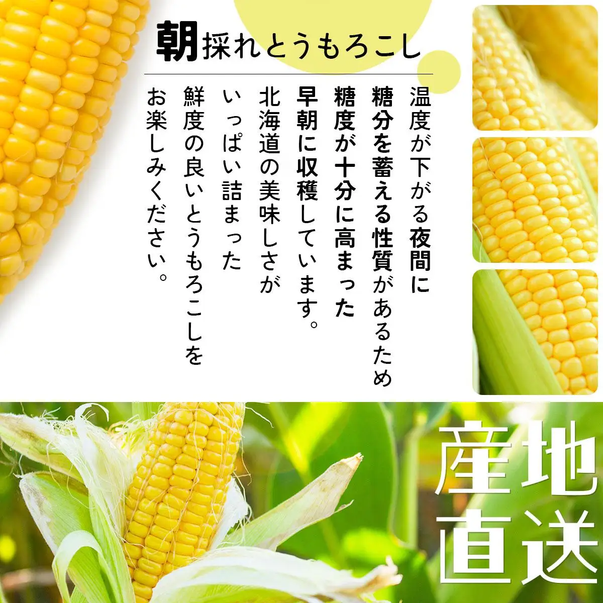 ＜先行予約＞【2026年発送】北海道産 とうもろこし 味来 L～LLサイズ 20本入り【55250823】トウモロコシ みらい ミライ とうきび スイート イエロー コーン 旬 新鮮 朝もぎ 農作物 甘い お取り寄せ 産地直送 送料無料