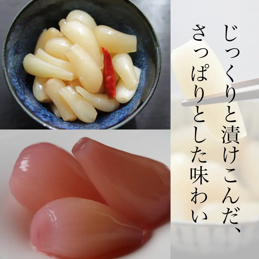 【鹿児島県産】白宝らっきょう 14P（甘酢漬け×7P・しそ漬け7P）