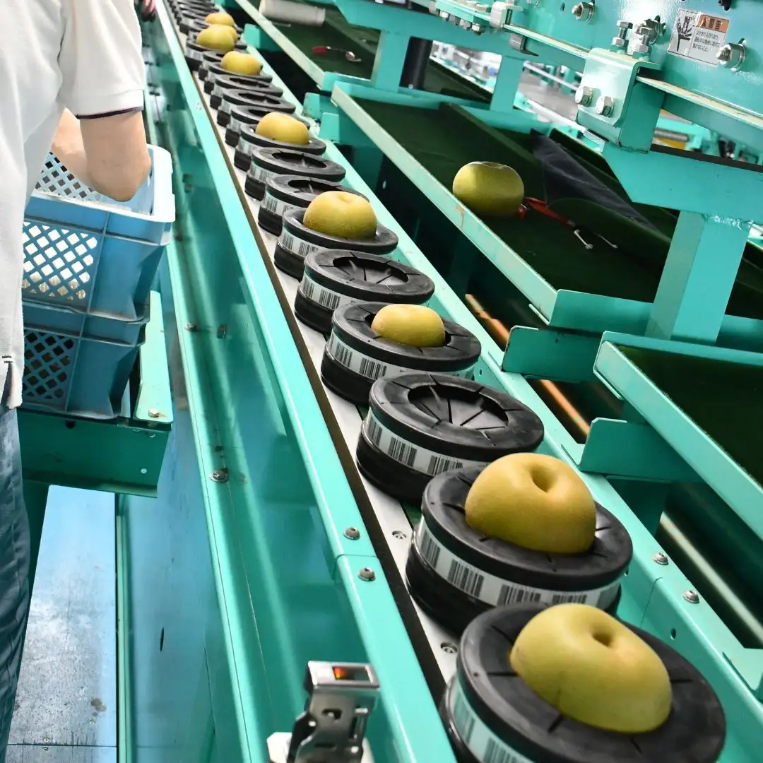先行予約 梨 新美月 特秀品 約5kg 糖度13度以上を厳選 令和8年度 新潟県産 梨 天果糖逸 JAえちご中越 新潟