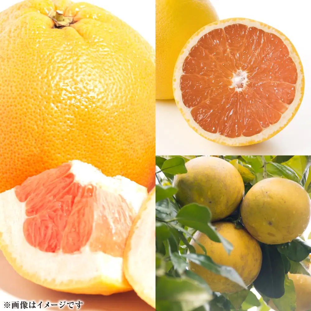 【先行予約】ファーストクイーン 2玉 サラダ感覚 熊本県 八代市産 みかん ザボン 文旦 【2026年10月下旬より順次発送】