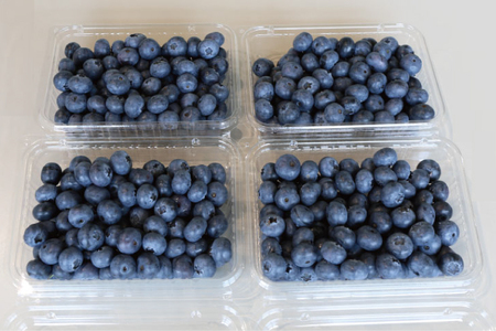 ＼数量限定／【先行予約】 益子町産 フレッシュブルーベリー 1.2kg (300g×4パック) | ブルーベリー  順次発送 フルーツ 新鮮 旬 期間限定  ハイブッシュ系 大粒 ジューシー スムージー (AA019-1)