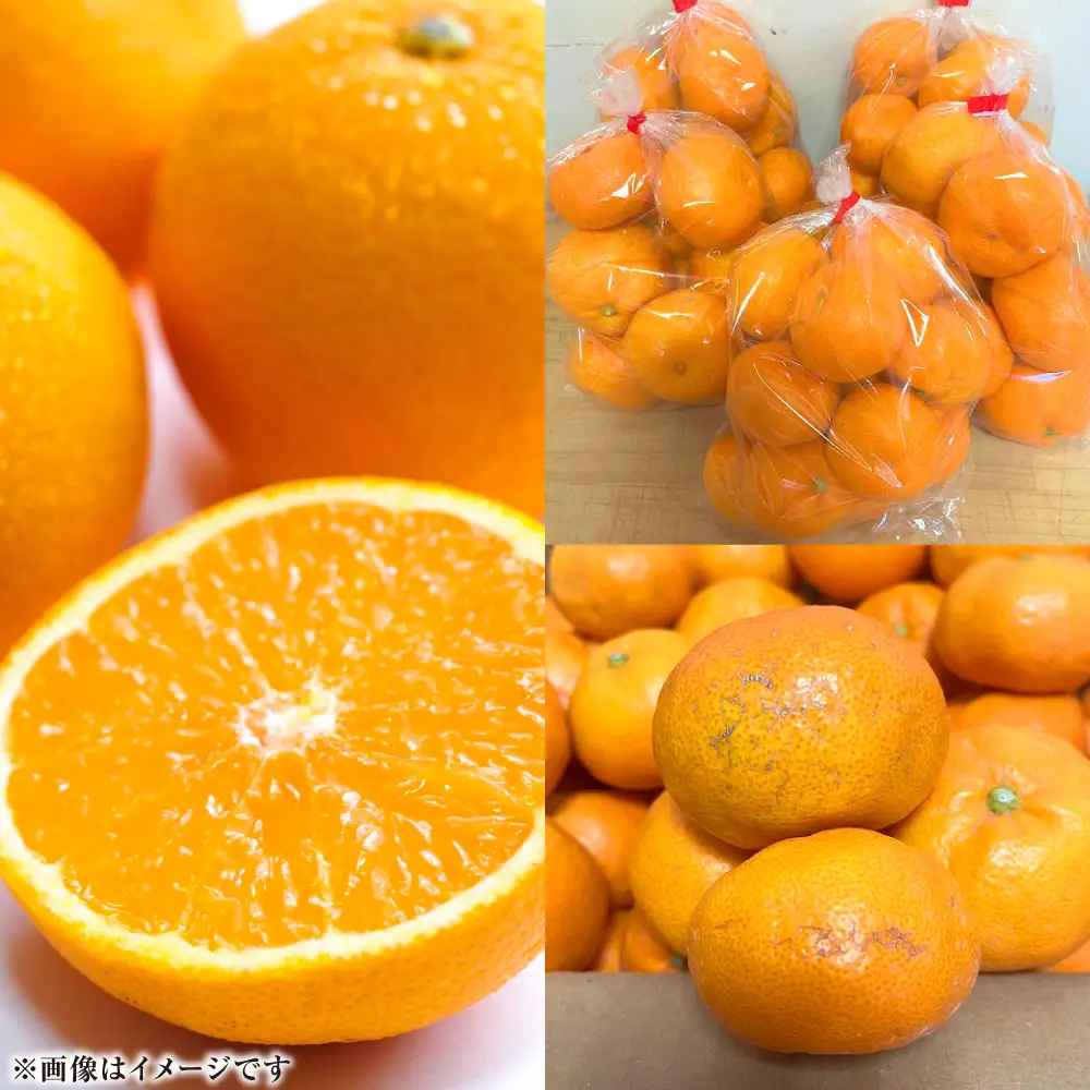【先行予約】【訳あり】熊本県八代市産 ご家庭用みかん 約5kg ミカン【2026年9月下旬より順次発送】