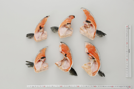 ＼高評価 4.6／ エンペラーサーモンのカマ【1kg】_T005-0870