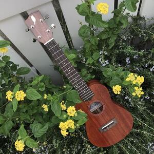 nekolele コンサートウクレレ