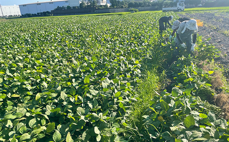 【2026年6月中旬より順次発送】枝豆 静岡県産 茶豆風味 えだまめ 1kg【配送不可：北海道・沖縄・離島】 野菜 豆類 つまみ お酒のあて ビールのおつまみ 直送 食べ物 朝どり枝豆 程よい香り 甘み