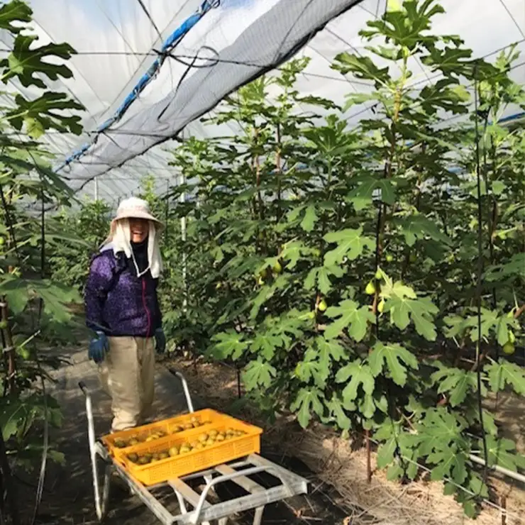 白いちじく茶（３袋）/農薬・化学肥料不使用/ファーストフラッシュ	いちじく																															 																																			