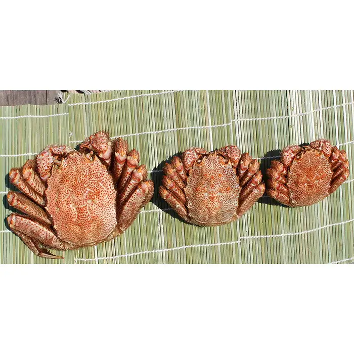 北海道雄武町産メガサイズ！毛ガニ(冷凍)1kg前後×1尾【1237802】