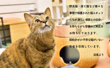 猫 支援寄附 返礼品なし 保護猫支援