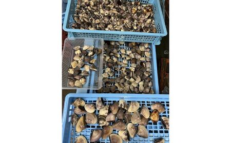 地元漁師が厳選！”天然蛤”ご注文時お勧めサイズお任せセット3kg入り 海鮮 魚介類 魚貝類 貝 はまぐり たっぷり 3kg 