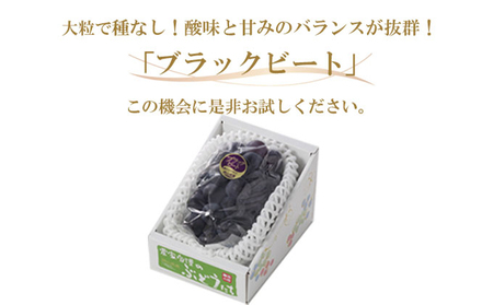 ぶどう 2026年 先行予約 ブラックビート 約600g×1房