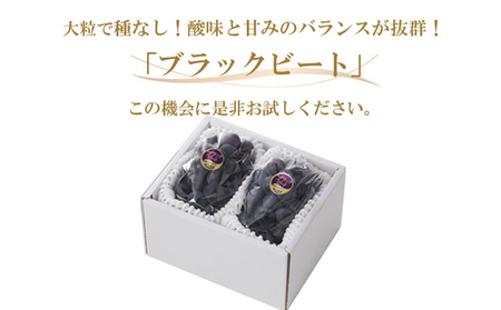 ぶどう 2026年 先行予約 ブラックビート 約400g×2房