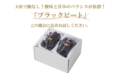 ぶどう 2026年 先行予約 ブラックビート 約600g×2房