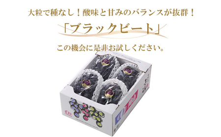 ぶどう 2026年 先行予約 ブラックビート 約1.5kg 3～6房