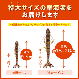 S059-020A_特大 車エビ 2パック セット