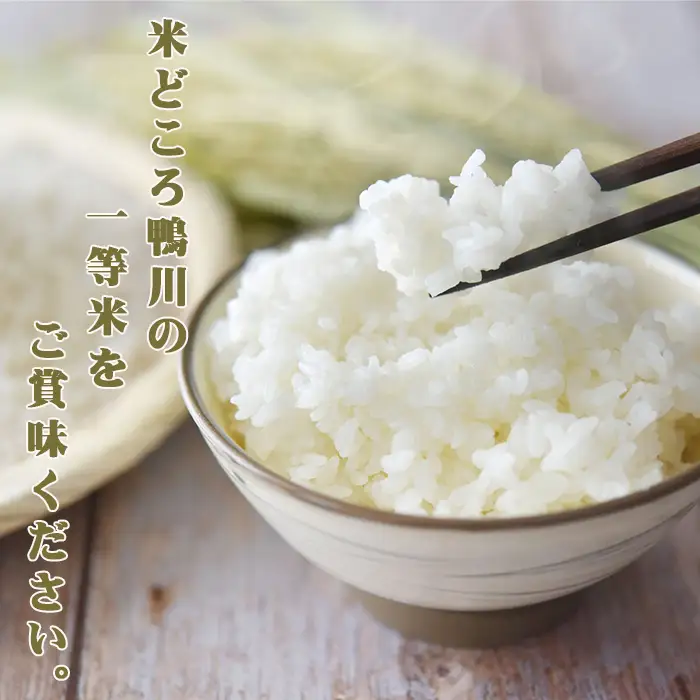 《令和７年産》【米屋新蔵】お米ソムリエ特選『長狭米コシヒカリ』10kg　[0032-0006]