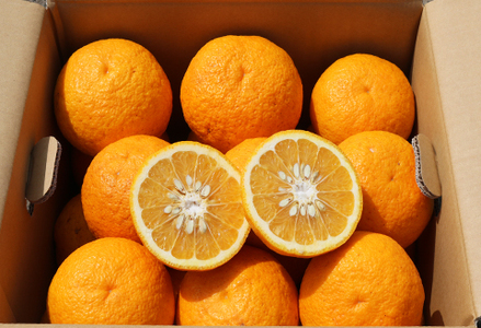 【初夏の味覚】鴨川産 甘夏房の『カモガワ甘夏』９kg以上《期間限定》《数量限定》《4月～5月配送》ちばエコ農産物 減農薬 あまなつ アマナツ みかん 柑橘 産地直送 フルーツ 旬 [甘夏房][0011-0072]