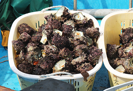 【漁協直送！】房州黒潮育ち『天然 活サザエ』1.5kg以上（8～12個）　《期間限定》《数量限定》《配送日指定OK》《配送指定 令和8年5月末日まで》さざえ 栄螺 刺身 活魚 [ウオポート][0017-0028] [0017-0028]