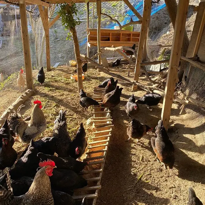 すぎう卵の野良飼い有精卵18個 [0011-0049]