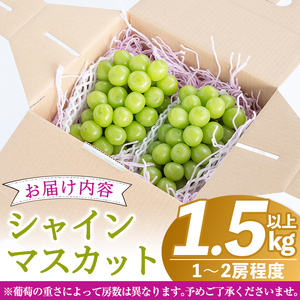 B0-206 ＜先行予約受付中！2026年8月中旬～10月中旬の間に発送予定＞数量限定！シャインマスカット(約1.5kg以上)【さくら農園】霧島市 ぶどう シャインマスカット フルーツ 果物 期間限定