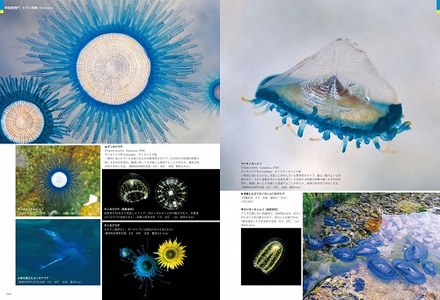 清水町ふるさと大使　海洋生物写真家　峯水亮氏の著書『日本クラゲ大図鑑』