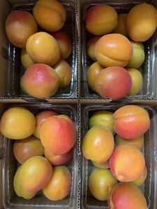 【数量限定】 あんず ハーコット 生食用 約2kg｜ あんず