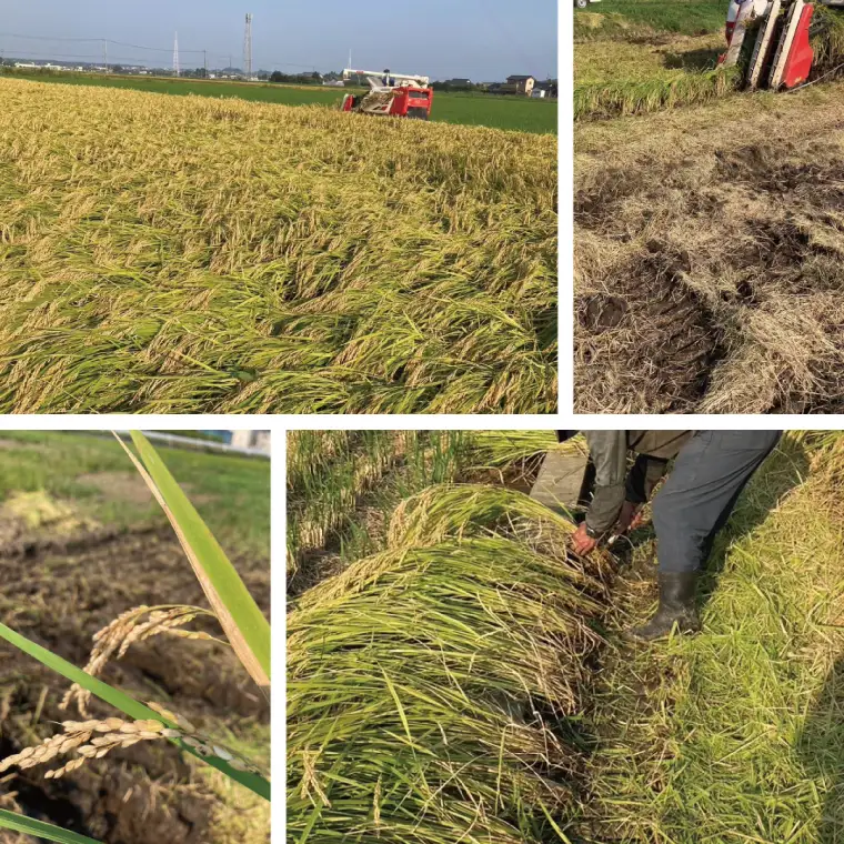 令和6年産 茨城県水戸市常澄産コシヒカリ みと米【こしひかり お米 米 小分け 少量パック 3合 三合  真空 真空パック 5000円以内 3000円以内 水戸市 茨城県】（EX-2）