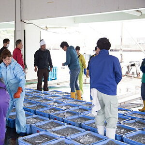 C6038n_まるとも海産【冷凍】紀州湯浅湾直送！海の恵み茹でたて 釜揚げしらす 500g