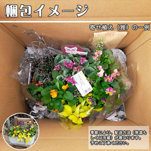 東北最大級のガーデニング専門店 厳選 『季節の寄せ植え』雅 8種類 ～ 10種類 【花工房らら倶楽部】 花 生花 フラワー 植物 観葉植物 寄せ植え 季節 鉢植え 鉢 ポット ガーデニング 庭 玄関 ベランダ 国産 産地直送 期間限定 人気 おすすめ 予約 早期予約 先行予約