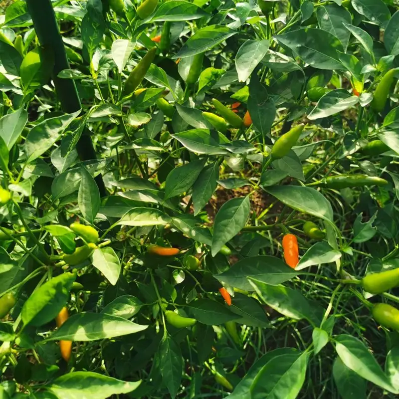 久美浜産 柚子唐辛子セット 3個 ｜ 唐辛子