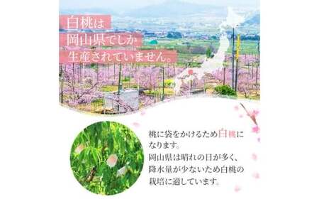 岡山白桃 キング・エース 8～15玉入り（合計約4kg）【2026年7月上旬～8月下旬 発送予定】【もも 桃 白桃 果物 フルーツ 国産 人気 おすすめ 岡山県 倉敷市】