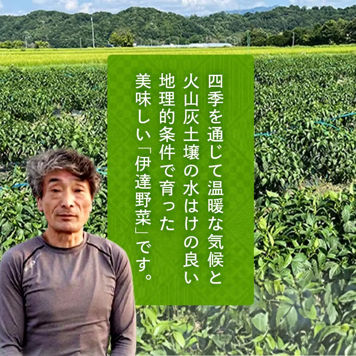 ＜先行予約＞北海道伊達産 大滝農園 甘唐辛子「松の舞」・ピーマン セット 約計2kg 野菜