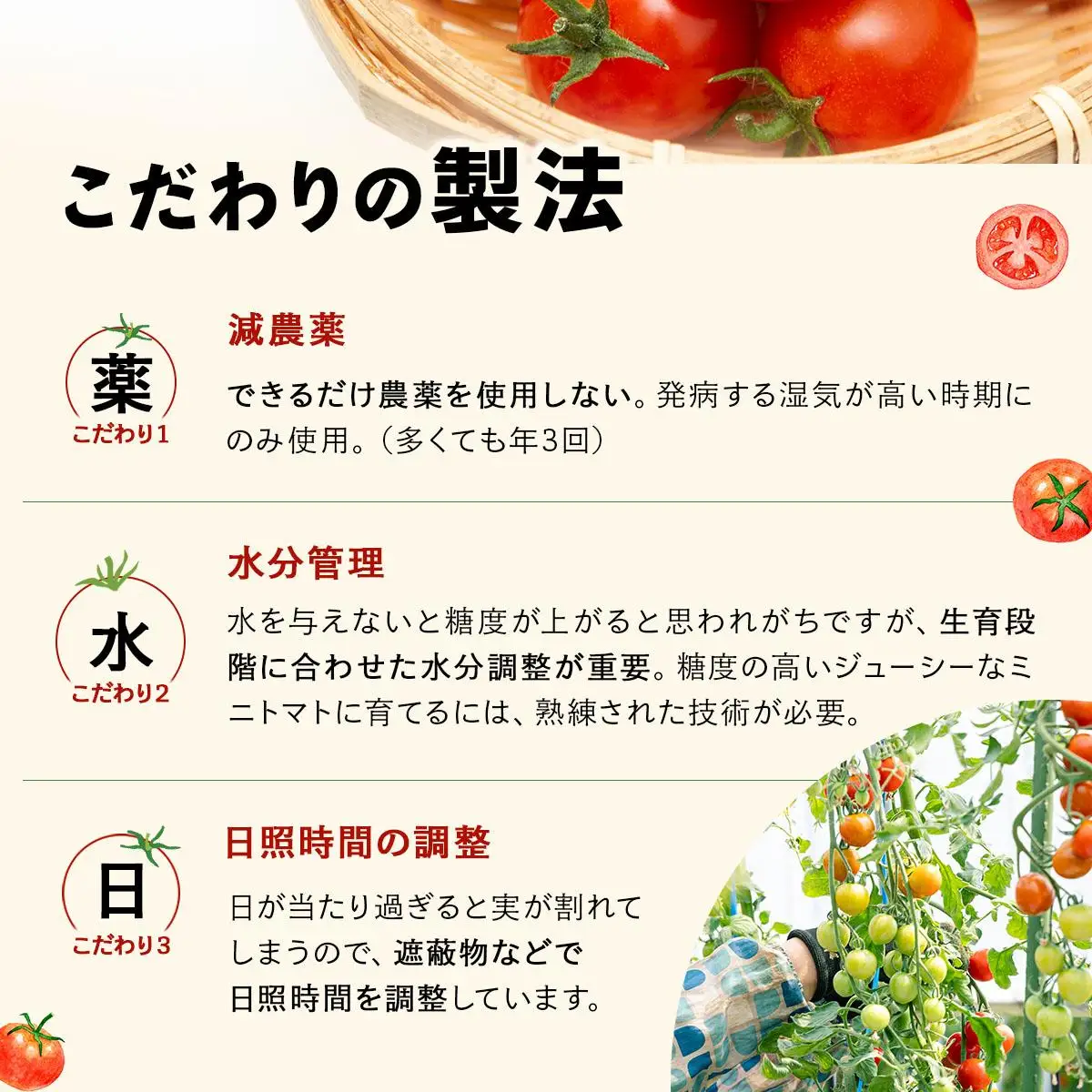 【2026年先行予約】北海道産 ミニトマト ネネ 約6kg フルーツトマト プチトマト 甘い 濃厚 彩り 鮮やか 希少 お中元 お歳暮 暑中見舞い 帰省土産 ご自宅用 産地直送 大滝農園 送料無料 北海道 伊達