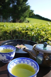 098-15 牧之原産 深蒸し茶 ティー バッグ 「富士美人」5袋 セット お茶 茶 旬 日常 のし 熨斗 贈答 ギフト 静岡県 牧之原市 澤田行平商店