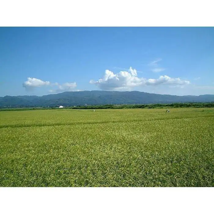 令和7年産　佐渡産新ブランド米「新之助」5kg　佐渡・今井茂助商店おすすめ