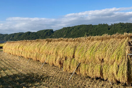 米 【定期便 12回 】梨北米 コシヒカリ 5kg 12回 総計 60kg こしひかり コシヒカリ お米 おこめ こめ コメ 精米 61キロ ご飯 ごはん 白米 お弁当 国産 JA 梨北 山梨 [梨北農業協同組合 山梨県 韮崎市 20743674] 