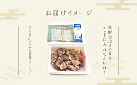 ＜定期便＞ 九十九里産 大粒 はまぐり4.0kg×3回 計12kg SHF004/ 絶品天然はまぐり 万能食材天然はまぐり 九十九里産天然はまぐり 蛤 ハマグリ海鮮 貝 貝類 