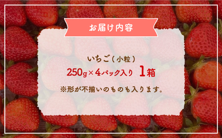 【2026.4月下旬以降順次出荷】北海道 豊浦 いちご 小玉 けんたろう 250g×4パック1箱 約1kg 